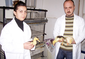 MYO'da hayvan yetiştiriciliği