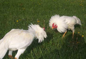 Çaldığı horozla birlikte yakalandı