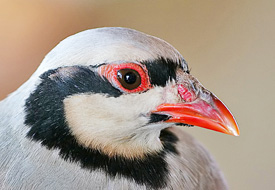 500 keklik doğaya salındı