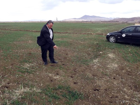 Seydişehir’de tarla fareleri çiftçiyi kaygılandırıyor