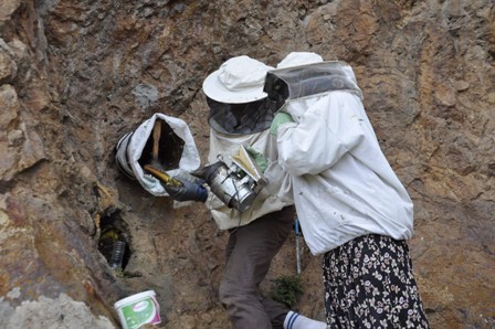 Doğal balı kaya kovuklarında üretiyor