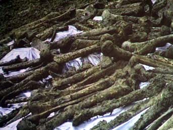 20 bin kişilik toplu mezar bulundu.