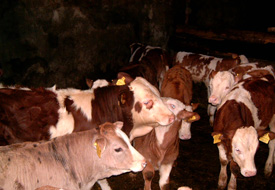 25 aileye gebe düve dağıtıldı