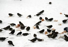 Başkan kuşları kendi eliyle yemledi