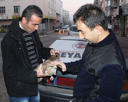 Avcıların vurduğu şahin tedavi altına alındı