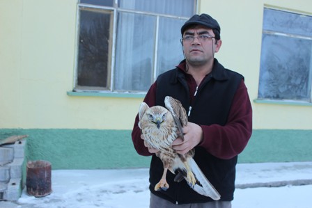 Yaralı şahin koruma altına alındı