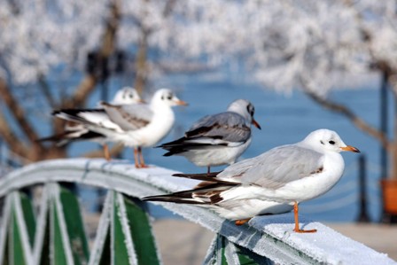 Beyşehir Gölü’nün simgesi martılar ve kış