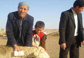 Koyunculuk destekle canlandırılıyor
