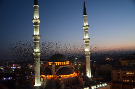Cıvıltılarıyla doğayı kente taşıyorlar