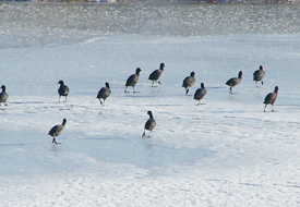 Sakar mekeler açlıkla savaşıyor
