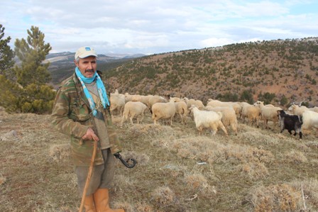 Yemden tasarruf etmek için sürüleri dağlık alanlara çıkarıyorlar