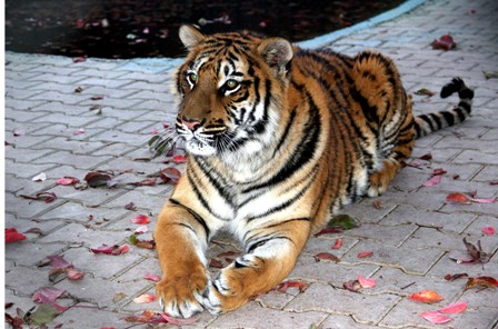 Bengal Kaplanları için uygun iklim şart