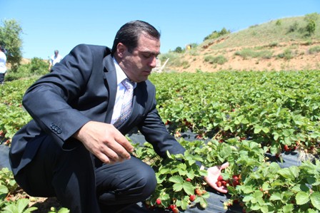 Hüyük'te organik çilek çalıştayda masaya yatırılacak