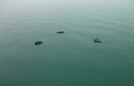 Beyşehir’de meke avına 4 bin 972 lira ceza