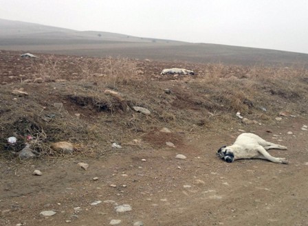 Ereğli’de 20 köpek boş arazide ölü bulundu