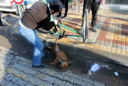 Konya'da kuduz köpek paniği
