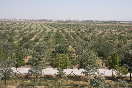 Karatay'da ağaçlandırma çalışmaları