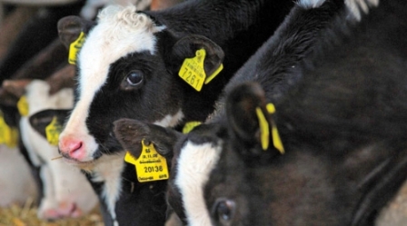 Besicilere "Küpe" uyarısı