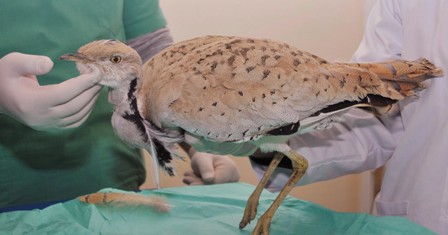 Nesli tükenen yakalı Toya çipli takip