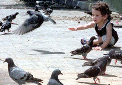 Elif kızın güvercini