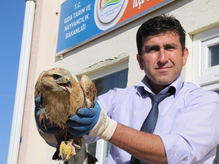 Yalıhüyük'te bulunan yaralı kartal tedavi ediliyor