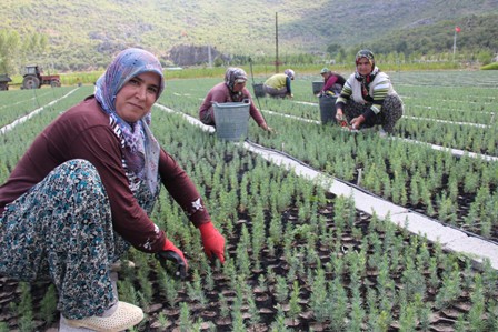 Seydişehir'de geçen yıl 2 milyon 562 bin fidan üretildi