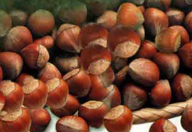 Çumra TMO'dan fındık satışı