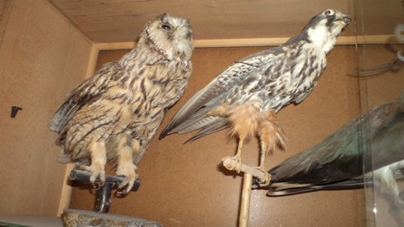 Kuşları mumyalayarak saklıyor