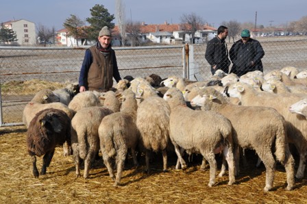 Onlar artık çoban değil "Sürü Yöneticisi"