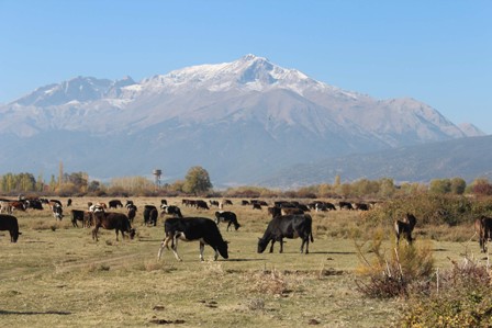 Beyşehir’de 940 bin ton et üretimi gerçekleşti