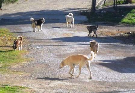Beyşehir'de başıboş köpekler toplanıyor
