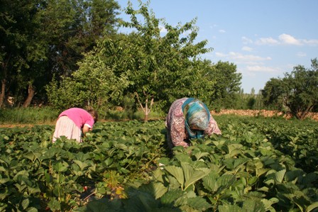 Hüyük Organik Çilek Üretiminde Hedef Büyüttü