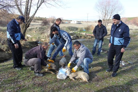 Sokak Hayvanları İçin Beslenme İstasyonları Oluşturuldu