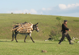 Benzin zammı EŞEK fiyatlarını artırdı