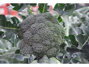 Çocuklukta Tüketilen Brokoli Kemikleri Sağlamlaştırıyor