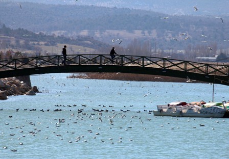 Beyşehir Gölü Milli Parkı’nda 153 kuş türü yaşıyor