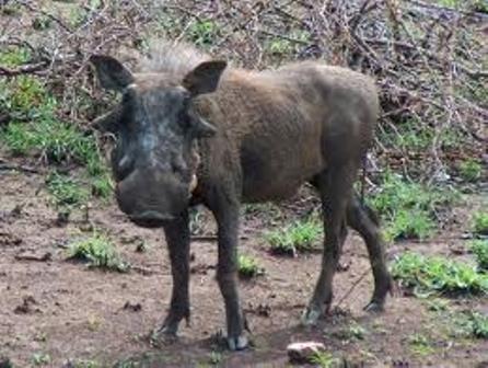Beyşehir'de yaban domuzu sıkıntısı