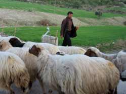 Konacak’ta süt sağmak