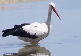 Beyşehir Gölü'nde su kuşu azaldı