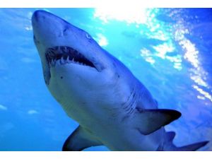 Avustralya’da köpek balığı saldırdı: 1 ölü