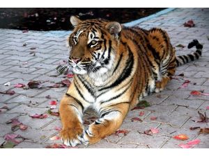 Hindistan'da kaplan dehşeti sürüyor