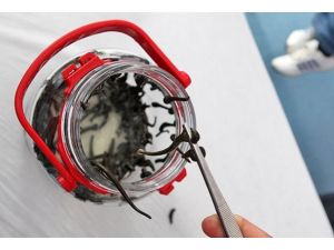 Tıbbi sülüğün kilogramı bin doları buluyor