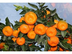 Zam şampiyonu mandalina