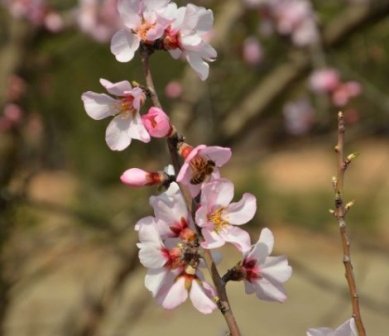Ağaçlar erken çiçek açtı