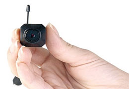 Her tarafı 'böcek'ler sarmış