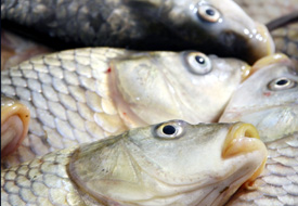 Kilosu 1 lira olan sazan balığına yoğun ilgi