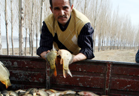 Avlanabilir balık stoğunda düşüş