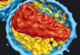 İşte KANSER ve AIDS'in fotoğrafı