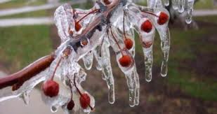 Meteorolojiden "zirai don" uyarısı