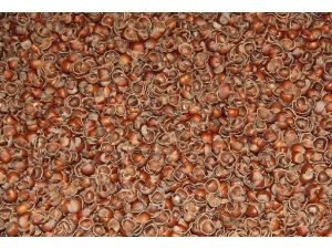 Fındık kabuğundan kanser ilacı üretilecek